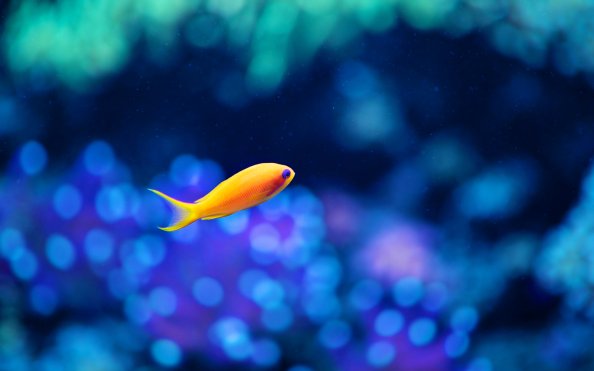 Little Fancy Fish
