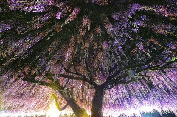 Wisteria Trees