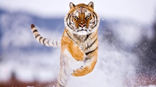 Tiger In Snow