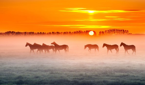 Horses Sunset 4k