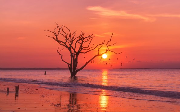 Birds Ocean Sunset Tree