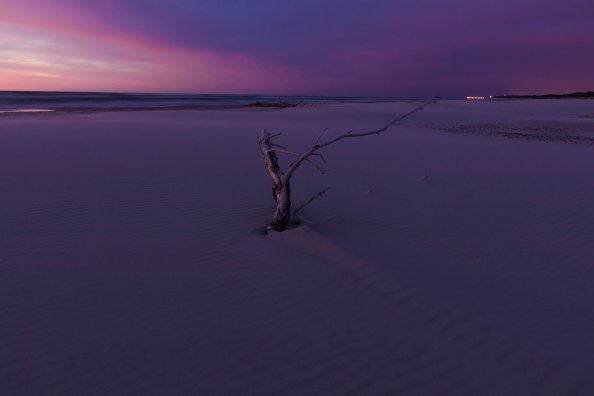 Tree Branch White Sand 5k