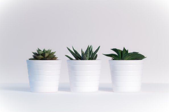 Small Plants In White Pots