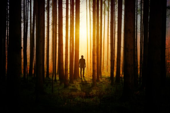 Silhouette Of A Man In Woods Covered By Tress Sunbeams