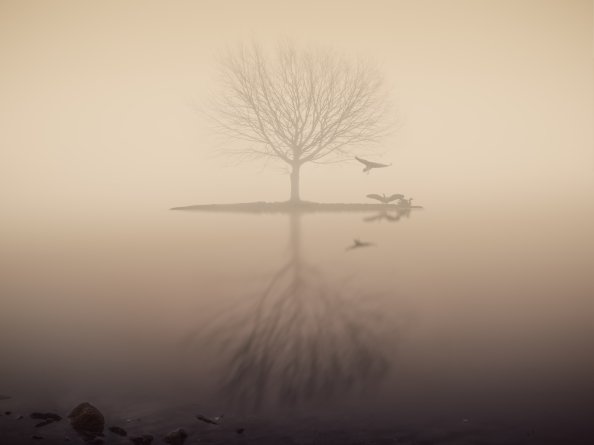 Fog Lake Silhouette Tree Birds