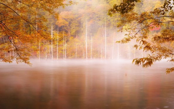 Forest Nature Photography