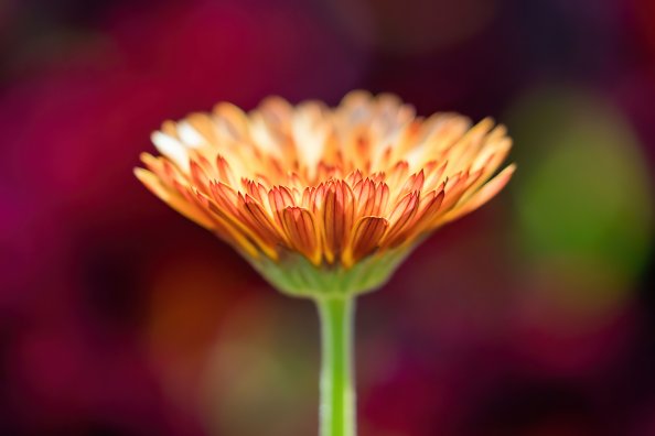 Flower Macro 4k