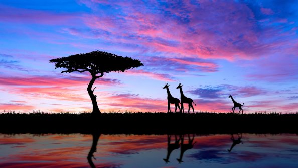 Giraffe Evening Silhouette 4k