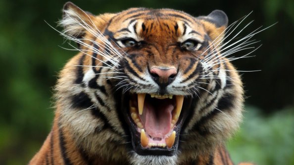 Tiger Teeths