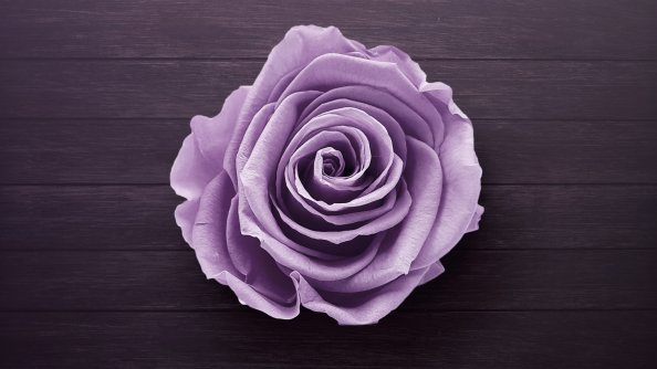 Purple Rose