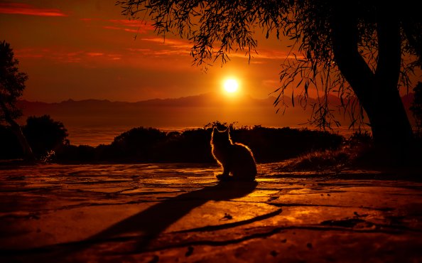 Cat Watching Sunset 4k