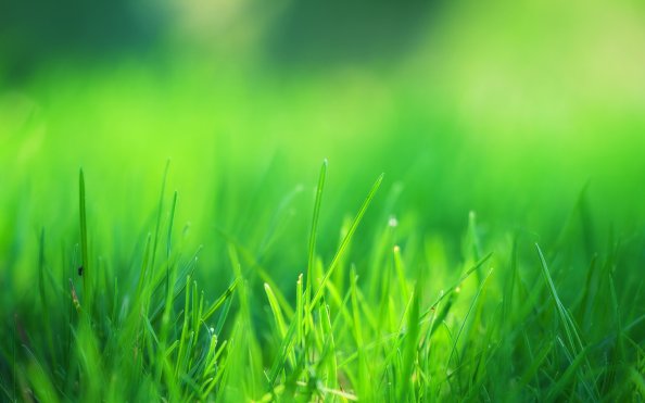 Green Grass Field