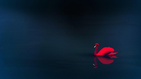 Swan 4k
