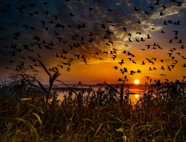 Flock Of Birds Flying At Dawn Time