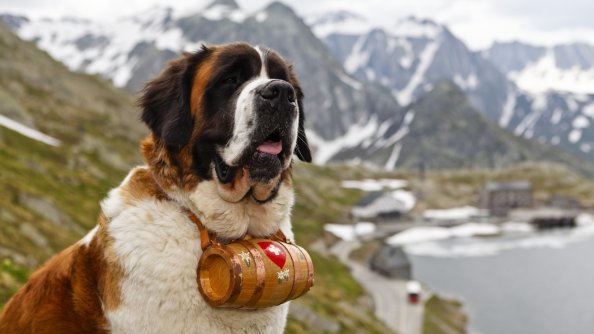 Saint Bernad
