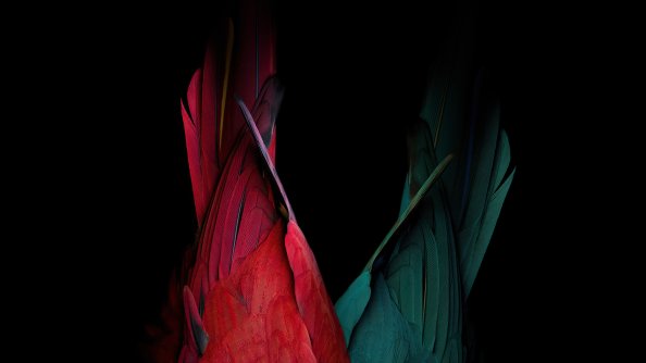 Birds Tail Oled Bakground 4k