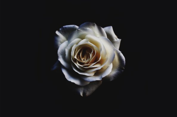 White Rose Oled 5k