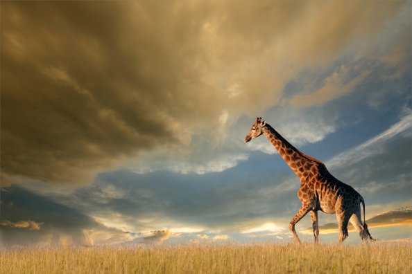 4k Giraffe