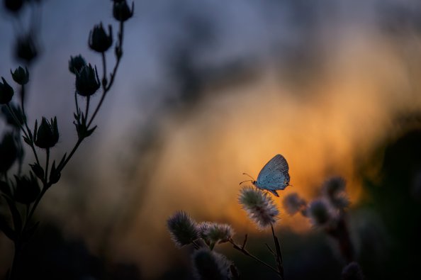 Butterfly Sitting On Plant 5k