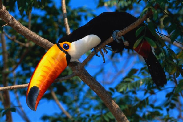 Toucans Wildlife Birds