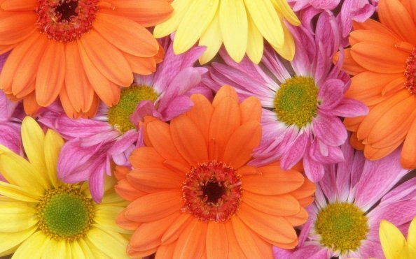 Colorful Daisies