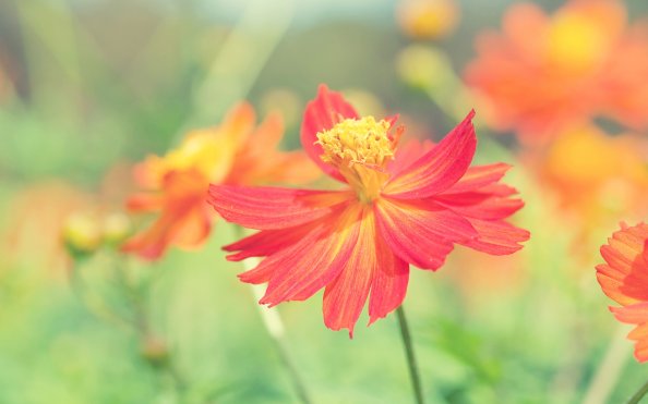 Cosmos Autumn Flowers
