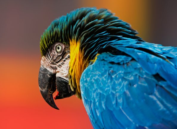 Macaw Bird