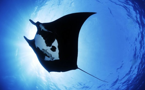 Manta Ray Sea Creature