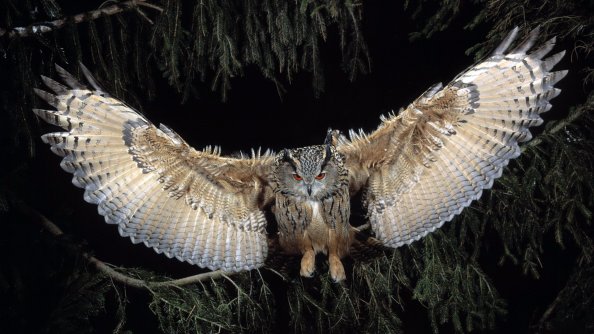 Great Horned Owl