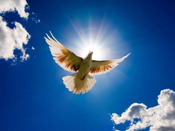 Beautiful Dove Rising to Sky