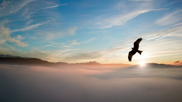 Bird Flying Over Clouds 4k