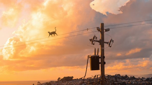 Cat Walking On Powerline 4k