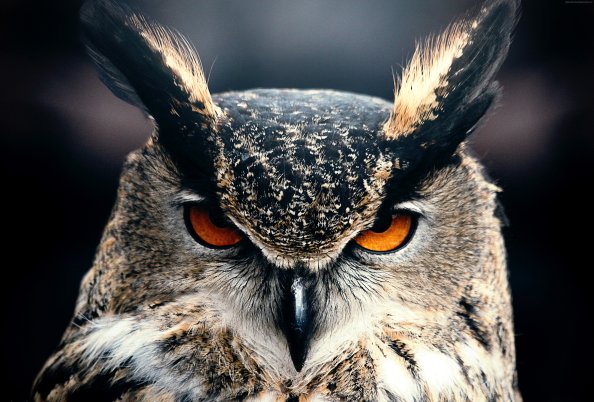 Owl Closeup 4k