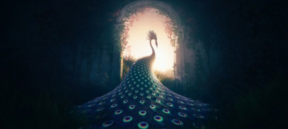 Peacock Journey