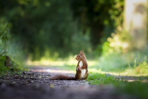 Squirrels Grass 5k