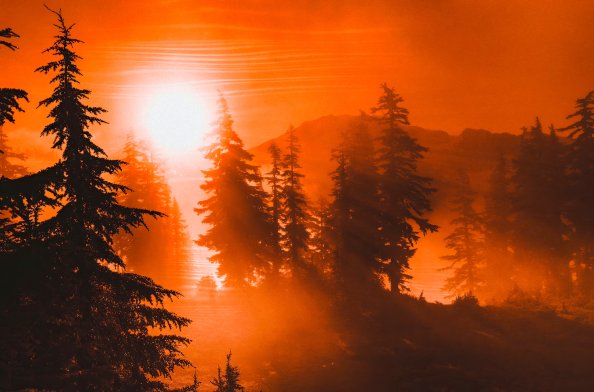 Orange Sunrise Between Trees 4k