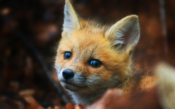 Cute Fox Cub