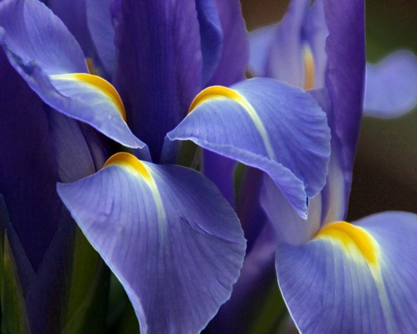 Purple Beautiful Flower