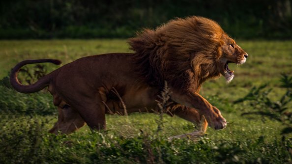Running Lion 4k