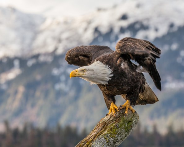 Bald Eagle 4k