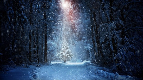 Forest Winter Snow