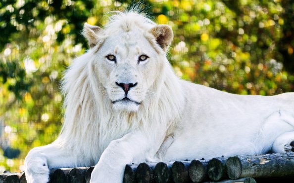 White Lion
