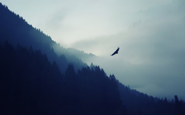 Eagle Over The Mountain