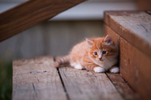 Kitten Cute
