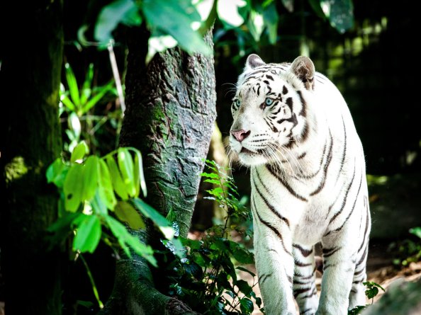 White Tiger 4k