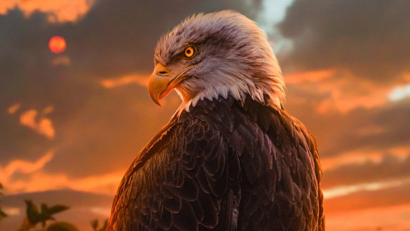 Wild Bald Eagle 4k