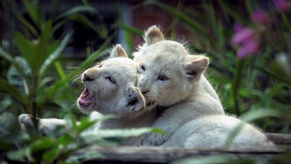 Lion Cubs Playing