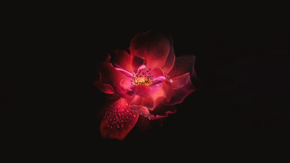 Red Flower Black Background 4k
