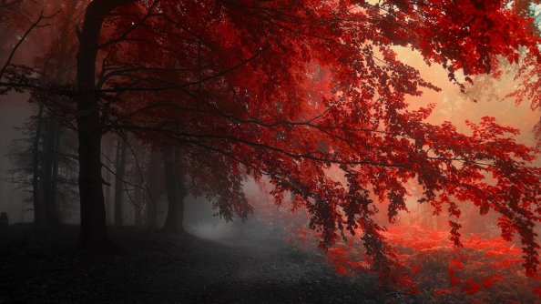 Red Forest Trees Path