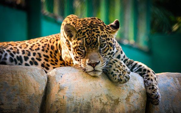 Jaguar Mexico Cheetah